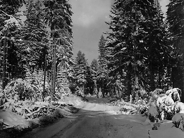 Plainfang 1944 - U.S. 3rd Infantry Division Photography WWII