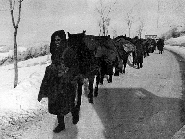 Plainfang 1944 - U.S. 3rd Infantry Division Photography WWII